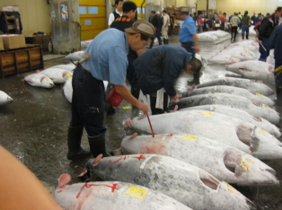 numbering on the tuna